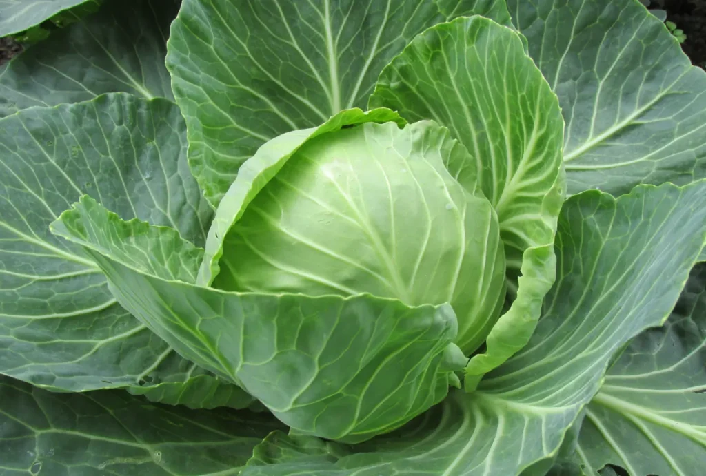 6 Vegetables Good Health for Liver